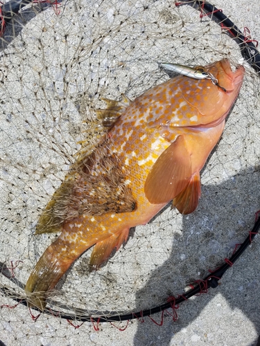 アコウの釣果