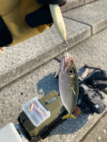 サバの釣果