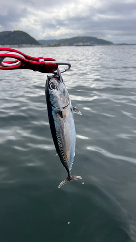 マルソウダの釣果