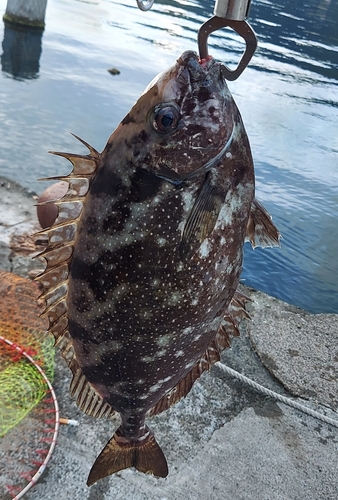 アイゴの釣果