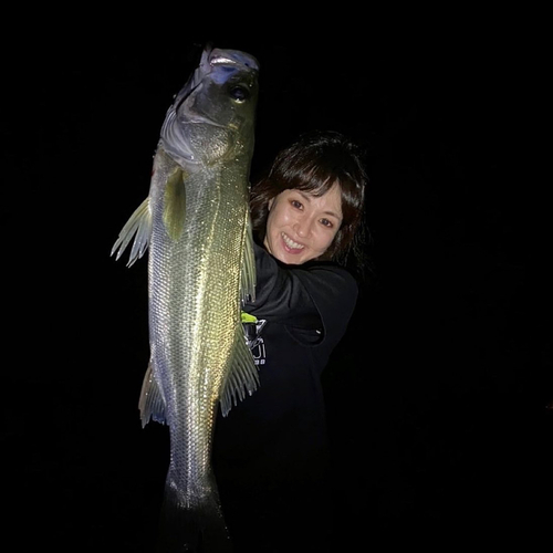 マルスズキの釣果