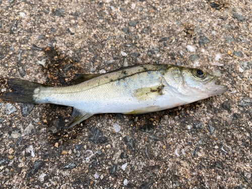 セイゴ（タイリクスズキ）の釣果