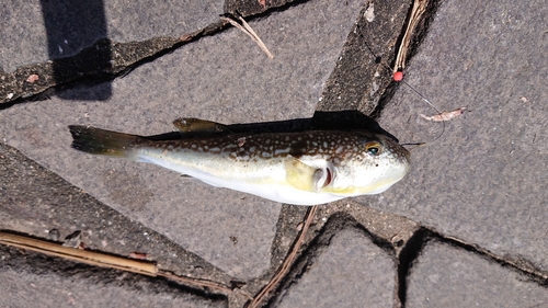 ショウサイフグの釣果