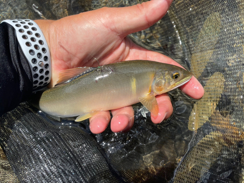 アユの釣果