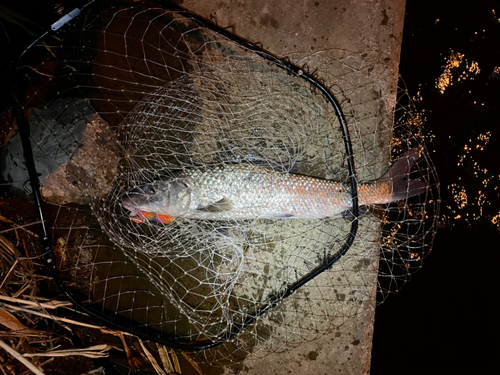 ニゴイの釣果