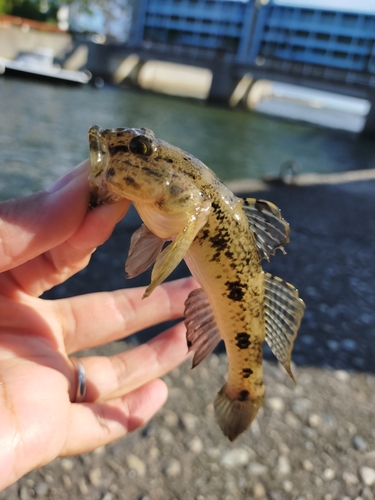 ハゼの釣果