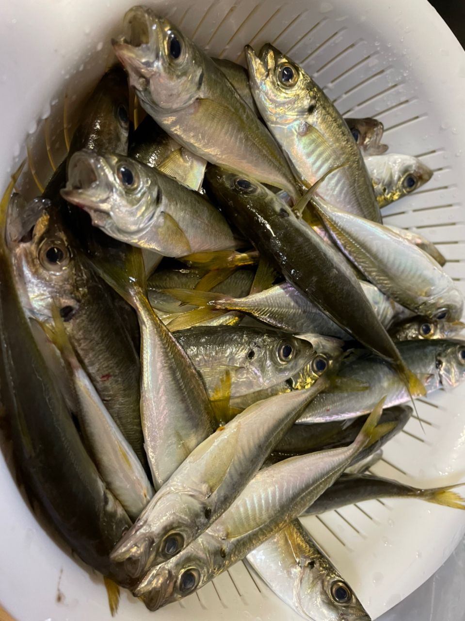 薩摩隼人さんの釣果 2枚目の画像