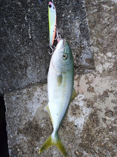 ワカシの釣果