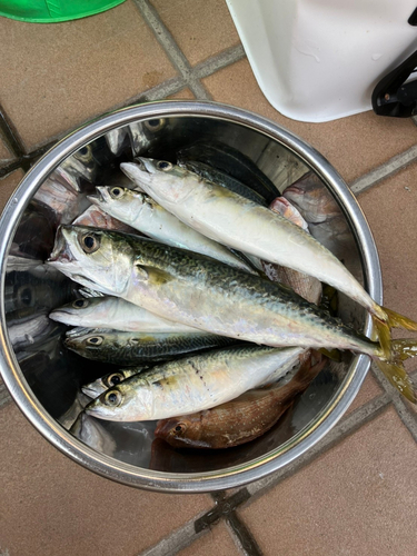 マサバの釣果