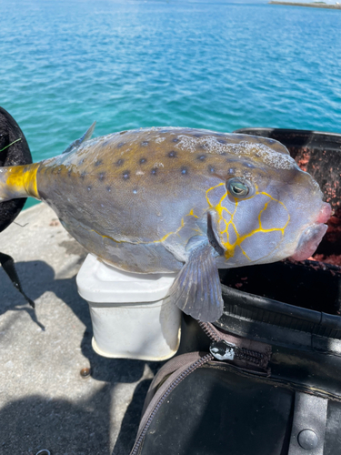 ハコフグの釣果