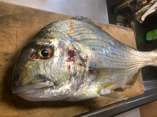 ヘダイの釣果