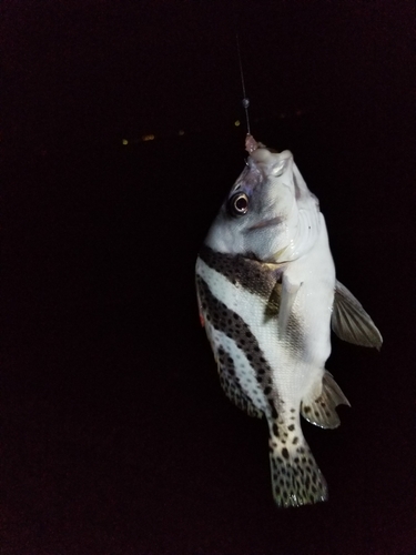 コショウダイの釣果