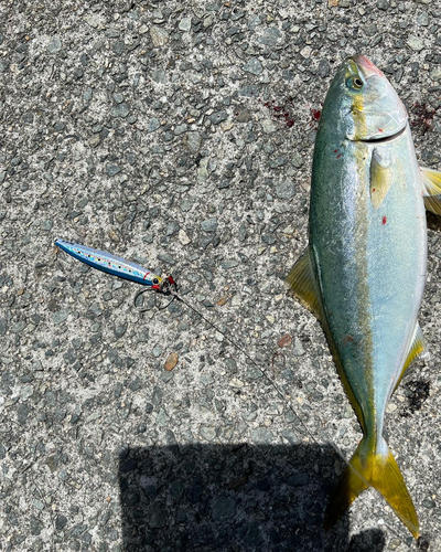 ツバスの釣果