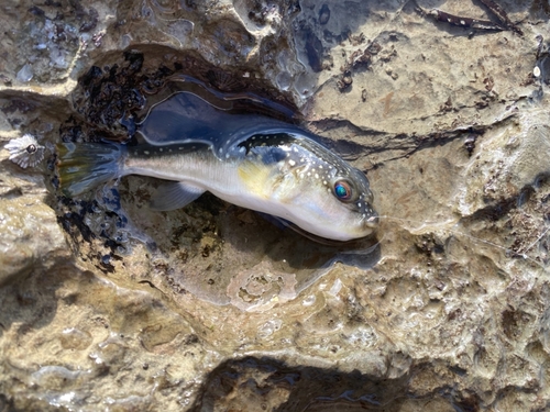 フグの釣果