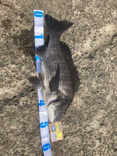 クロダイの釣果