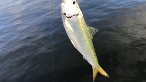 サッパの釣果