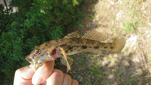 ウロハゼの釣果