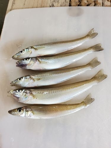 キスの釣果