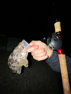 クロメバルの釣果