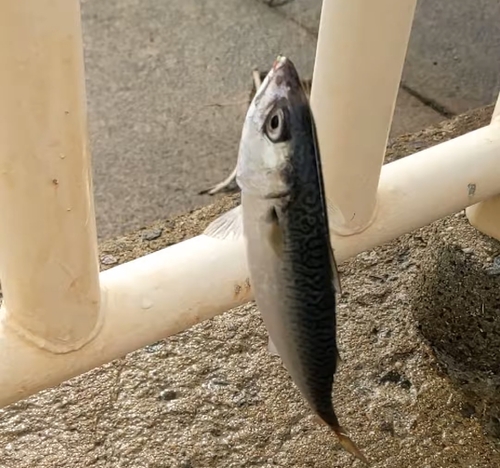 ゴマサバの釣果