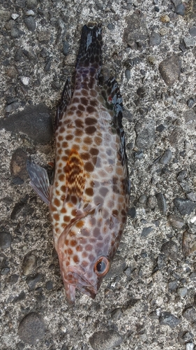 オオモンハタの釣果