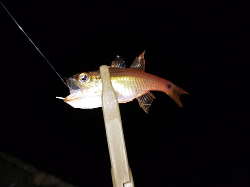 ネンブツダイの釣果