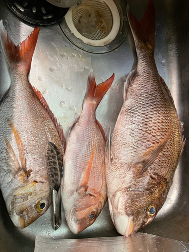 マダイの釣果