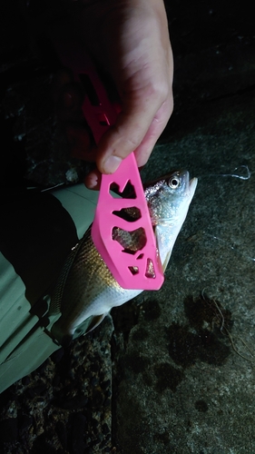 イシモチの釣果