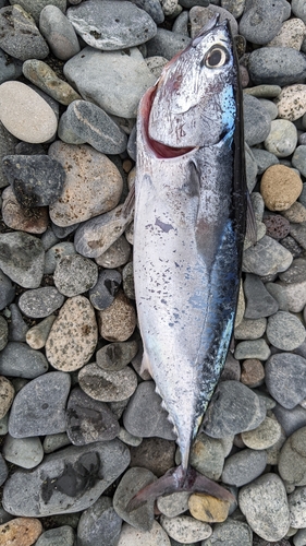 ソウダガツオの釣果