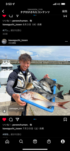 チヌの釣果