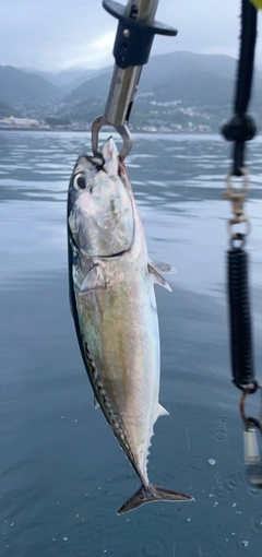 マルソウダの釣果