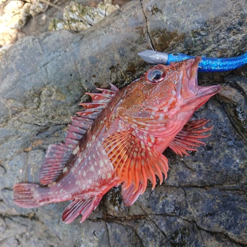 アカハタの釣果