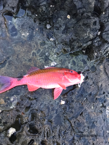 オジサンの釣果