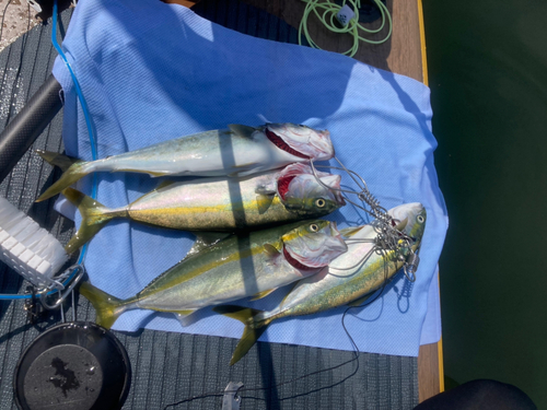 ワカシの釣果