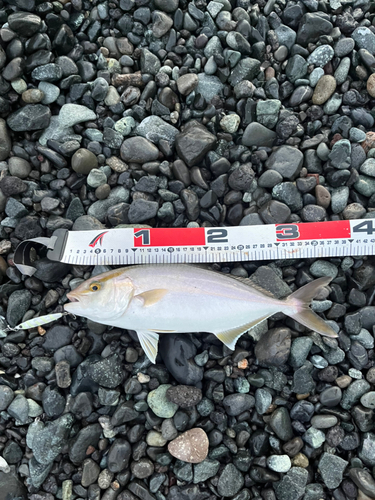 ショゴの釣果