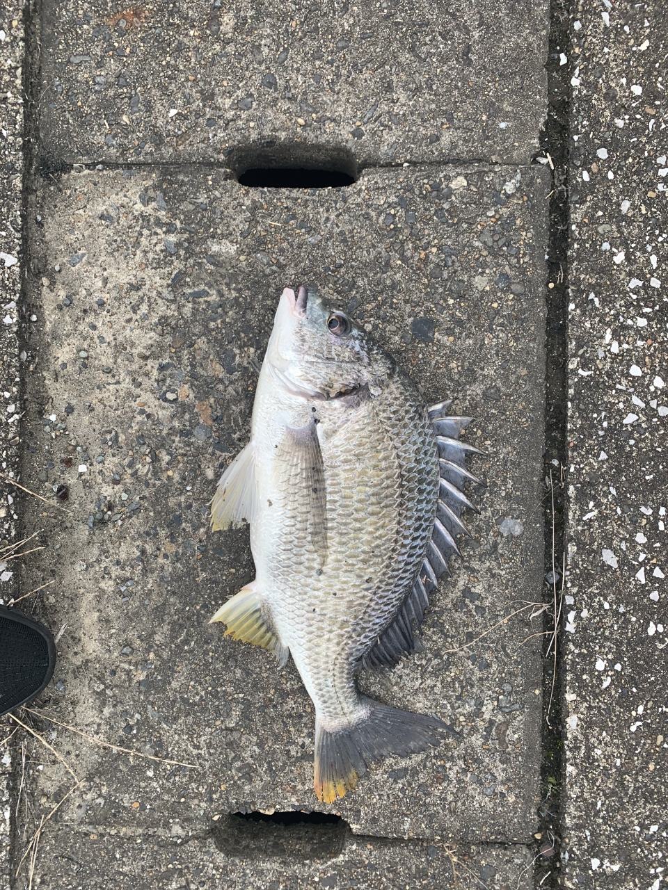 花見川河口で釣れたアカエイの釣り・釣果情報 - アングラーズ