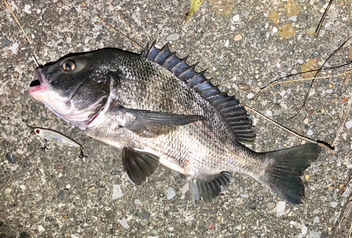 クロダイの釣果