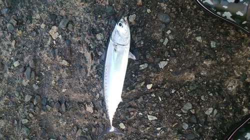 ソウダガツオの釣果