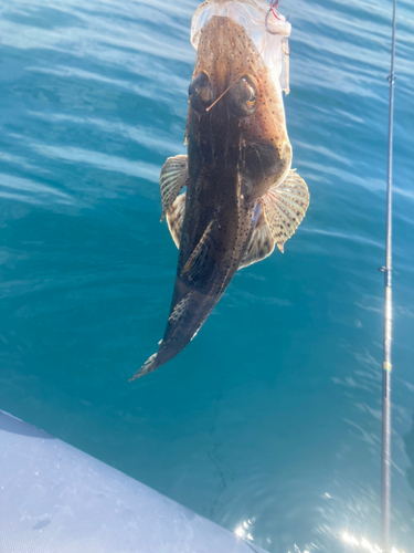 ワニゴチの釣果