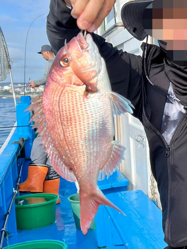 マダイの釣果