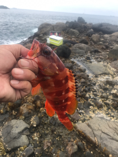 アカハタの釣果