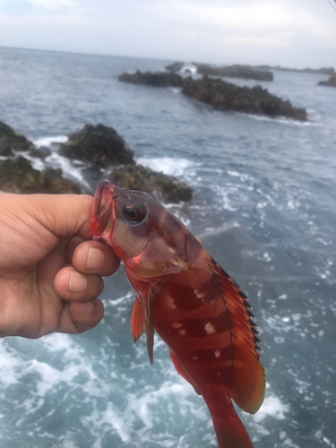 アカハタの釣果