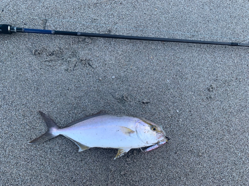 ショゴの釣果