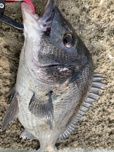 チヌの釣果