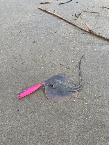 エイの釣果