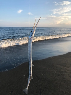 ダツの釣果