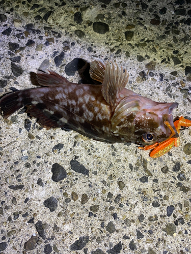 カサゴの釣果