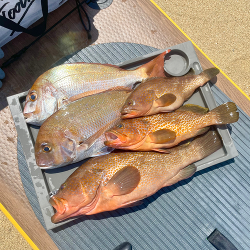 アコウの釣果