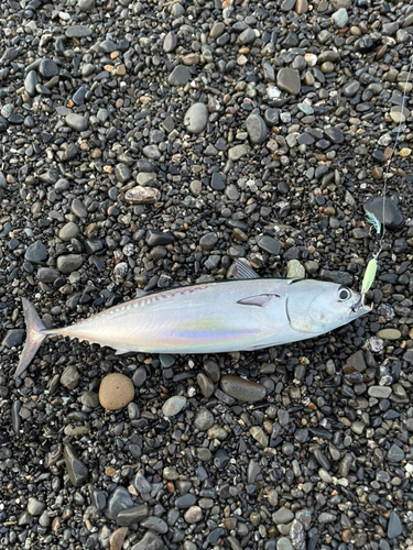 ソウダガツオの釣果