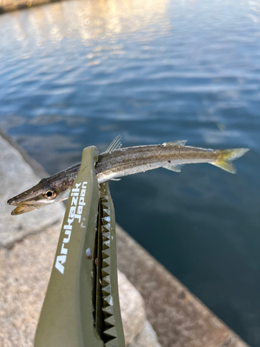 カマスの釣果